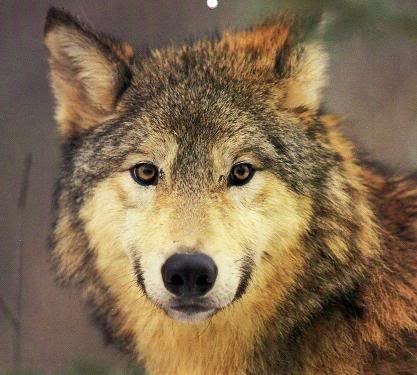  photo Wolf14_zpsc5bec59e.jpg