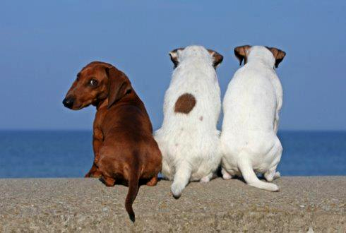 Hello photo: Hello There... animals_Hellothere.png