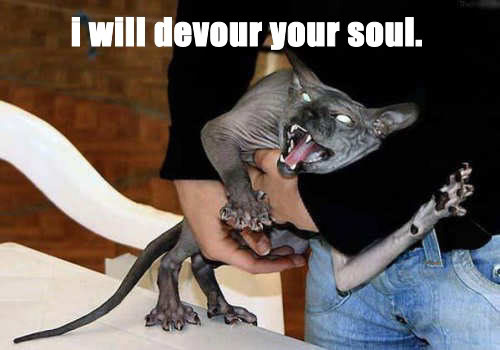 evil cat photo: evil cat evil-1.jpg