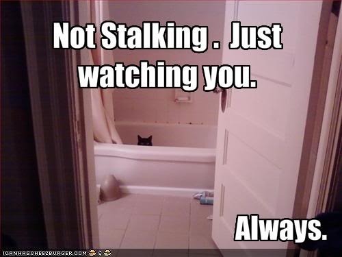 stalking cat