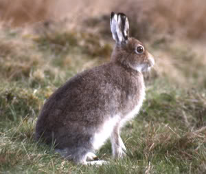 Skelter is cooler than this blue mountain hare but you get the gist