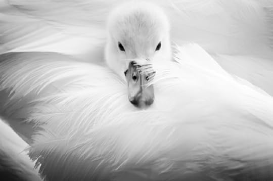  photo bc0f611a-eb89-45e3-b1f4-73be558d8be8_zps4ee32d6b.jpg