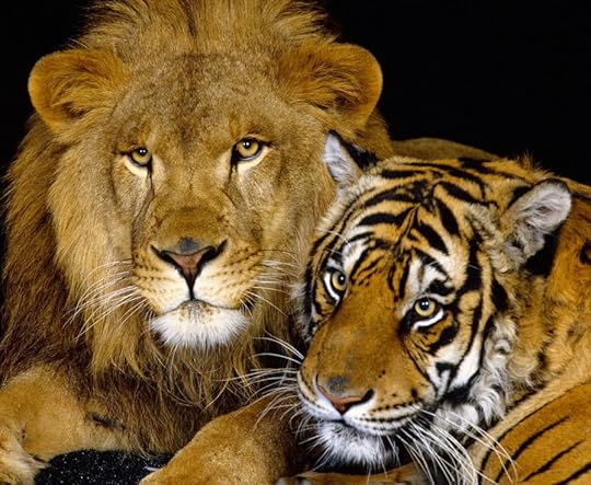 lion_and_tiger_wallpaper-1024x768_zps03de4b5b