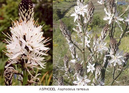 asphodel