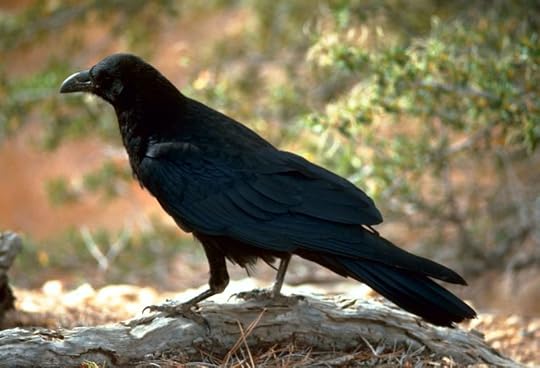 A black raven