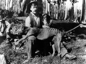 thylacine-tasmanian-tiger-1
