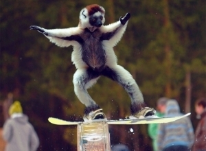 Oh, no! It's a monkey!