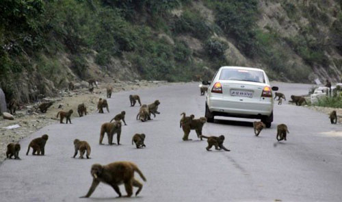 They're loose. Monkeys everywhere.