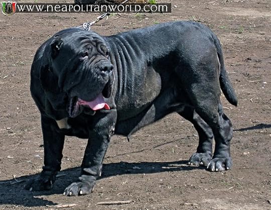 Neapolitan Mastiff photo Neomastiff_zpseccb1092.jpg