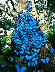 blue-Morphos