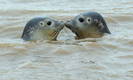  photo selkiekiss_zps0b2a1f83.jpg