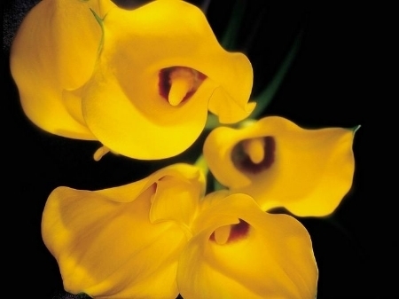  photo bd5f0639-55b8-4805-b156-d4b18cbdccb8_zpsb036565f.jpg