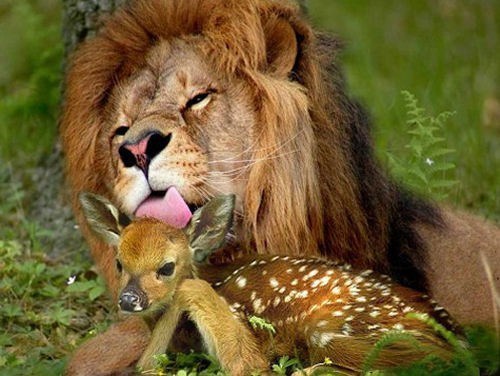  photo lion-licking-fawn_zpse7c93b12.jpg