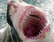 shark attack photo: Shark-Attack.jpg