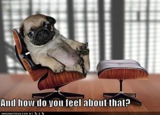  photo funny-dog-pictures-psychiatrist-pug_zps46674909.jpg