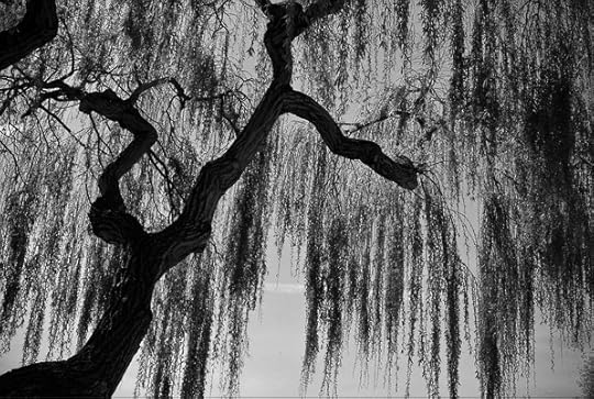  photo b962ab19-d0e6-43d7-a516-6f0286a36b1c_zps8f8dd2f8.jpg