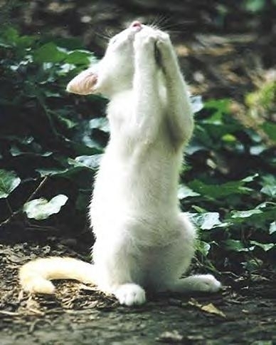 Image and video hosting by TinyPic