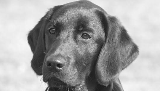 photo 13c48bad-4989-4acf-a9a6-c2591d823ab2_zps1e7d10ee.jpg