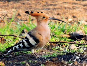 hoopoe