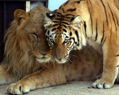 lion and tiger