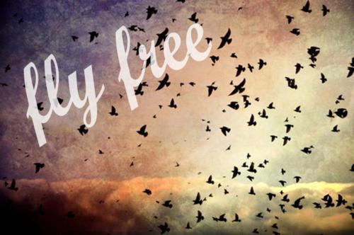  photo flyfree.jpg