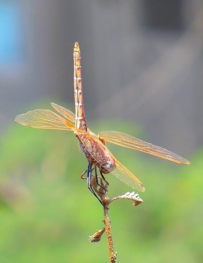 dragonfly3_blog