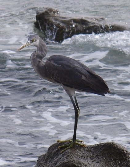 western-reef-heron_gray_blog1