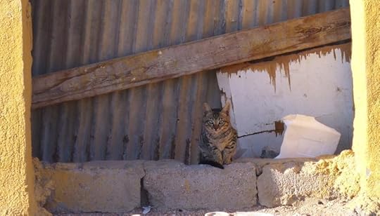 sand-kitten-in-doorway_blog