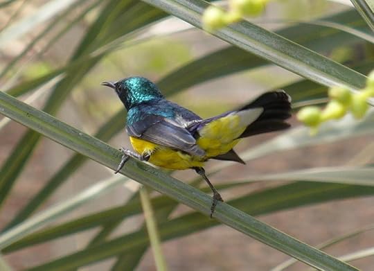 nile-valley-sunbird-in-plants_blog