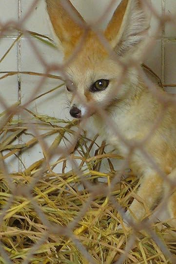 fennec-fox_giza-zoo_blog