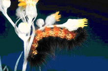 woolly-bear.jpg