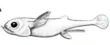 sibyrhynchus.jpg
