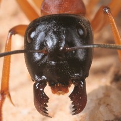 antmandibles