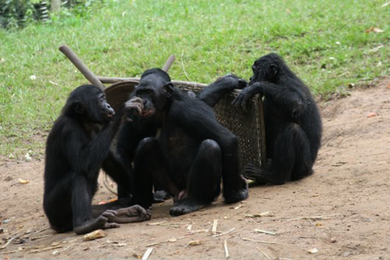 bonobos440.jpg