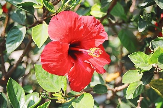 hibiscus_blog