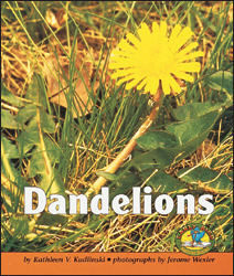 dandelions