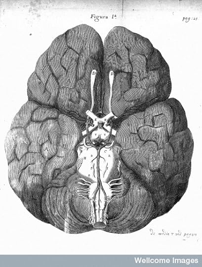 wellcome%20brain.jpg