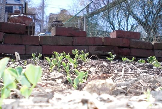 The peas are sprouting!