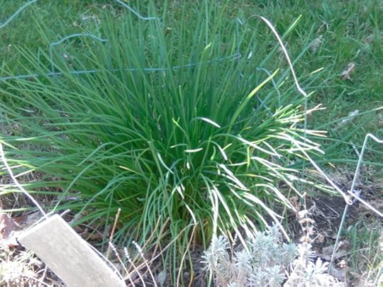 Chives: April 2009.