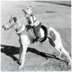 monkeyongreyhound1