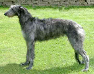 scottish-deerhound-0001.jpg