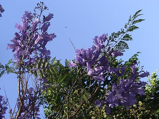 jacaranda_3_blog