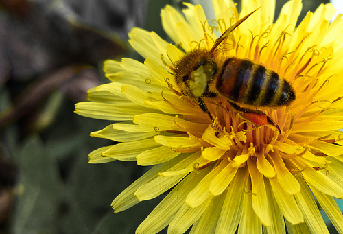 I wanna bee (details)