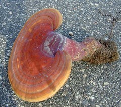 reishimushroom
