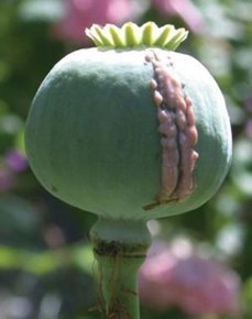 opiumpoppy