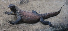 komodo.jpg