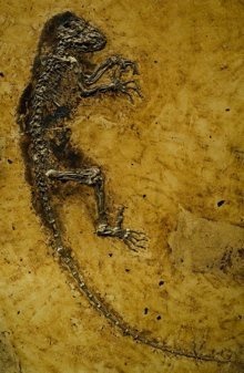 darwinius220.jpg