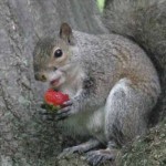 squirrel-eating-strawberry