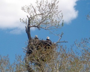 eagles-5