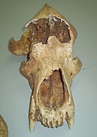 cavebear